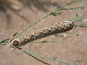 Proserpinus juanita - Hodges#7875