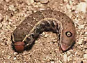 Pacific Green Sphinx Moth - Hodges#7872