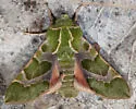 Pacific Green Sphinx Moth - Hodges#7872 - photo 2