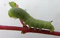 Pacific Green Sphinx Moth - Hodges#7872 - photo 4
