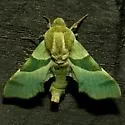 Terloo Sphinx - Hodges#7879 - photo 5