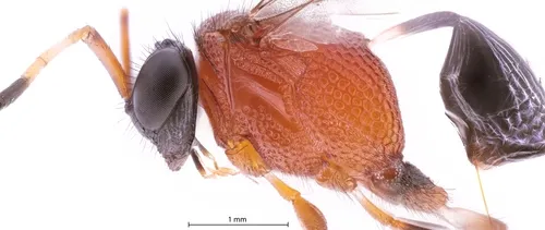 Prosevania erythrosoma