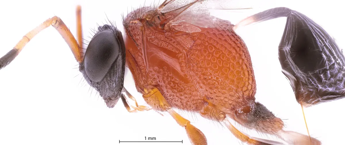 Prosevania erythrosoma - photo 3