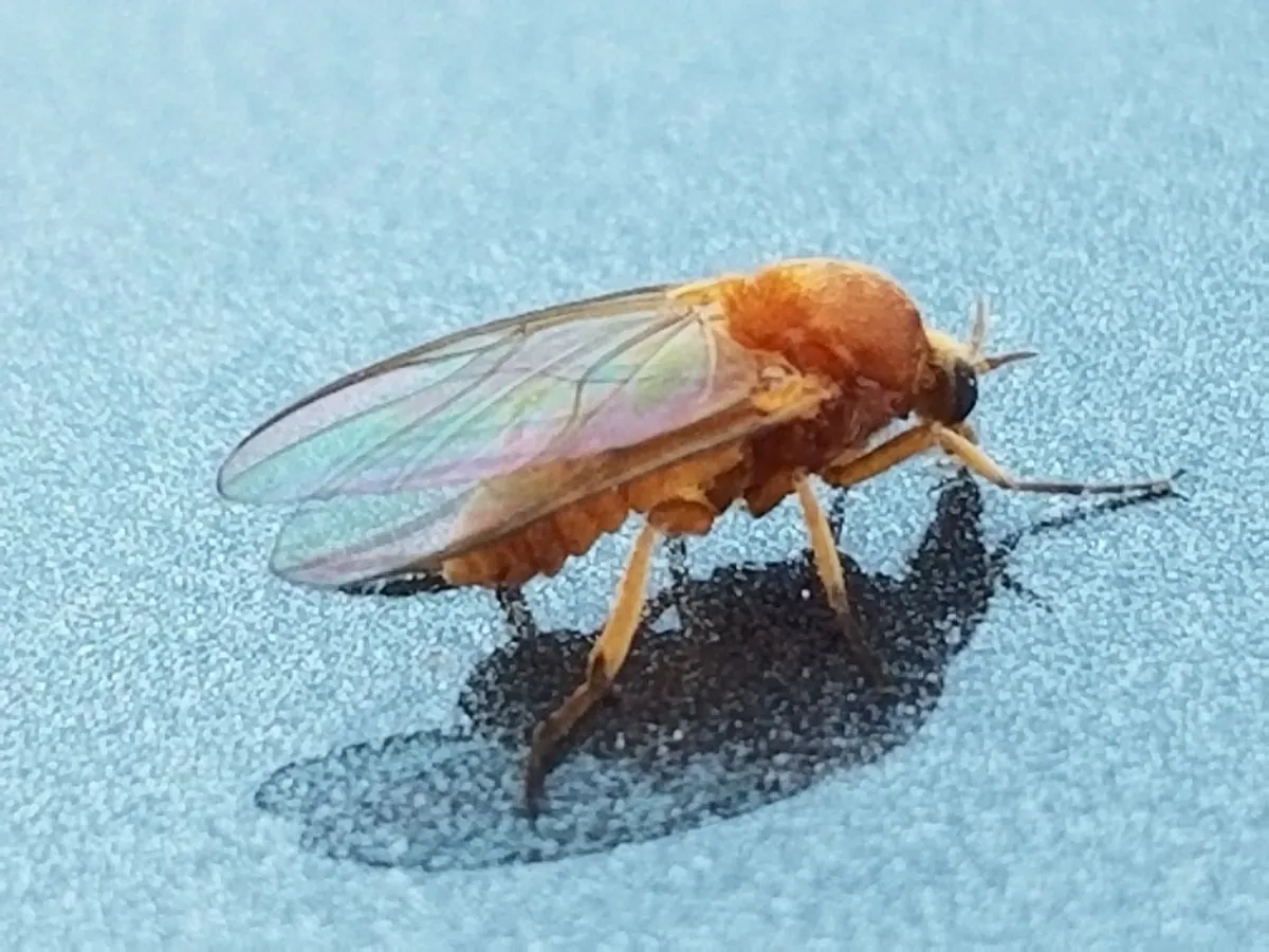 Yellow Gnat - photo 3