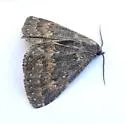 Prosoparia anormalis - Hodges#8419.1 - photo 3