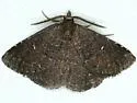 Prosoparia floridana - Hodges#8419.2