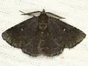 Prosoparia floridana - Hodges#8419.2 - photo 2