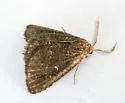 Prosoparia floridana - Hodges#8419.2 - photo 3
