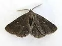 Prosoparia floridana - Hodges#8419.2 - photo 4