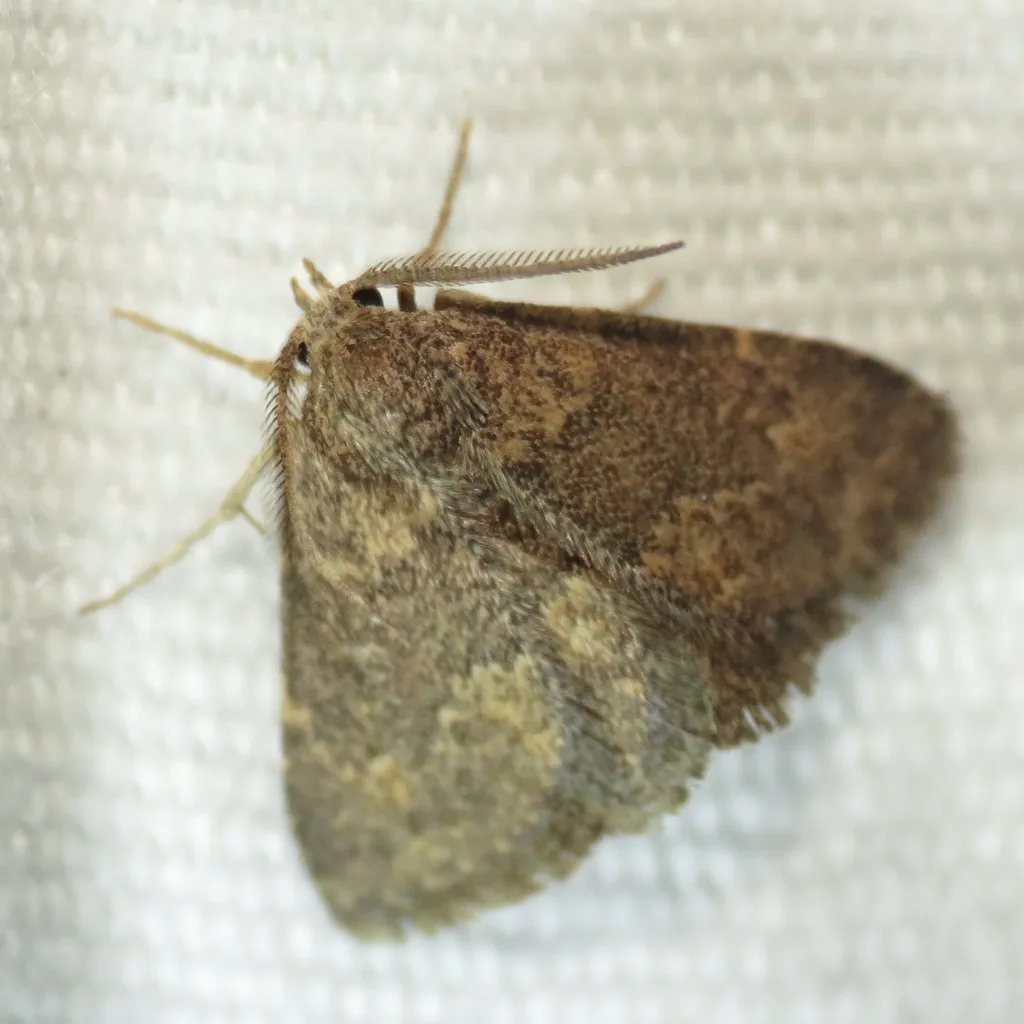 Prosoparia perfuscaria - Hodges#8419 - photo 2