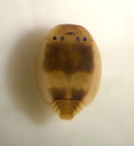 Water Specs - Prosopistomatidae