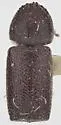 Prostephanus apax