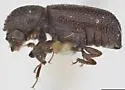 Prostephanus apax - photo 2