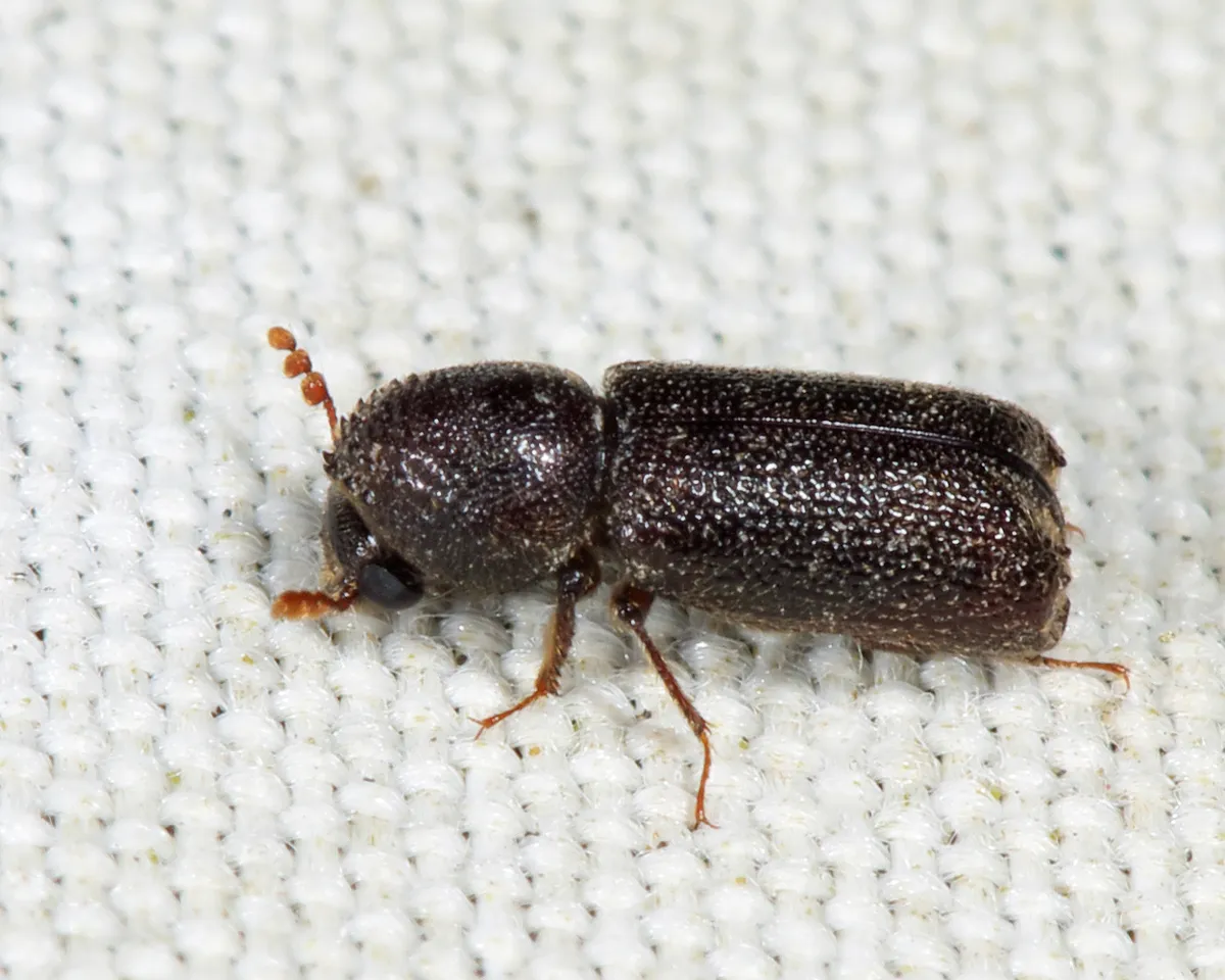 Prostephanus punctatus