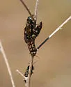 Prosternon bombycinum