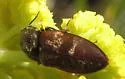 Prosternon bombycinum - photo 2