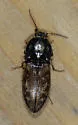Prosternon bombycinum - photo 4