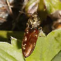 Prosternon bombycinum - photo 5