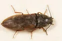 Prosternon medianus