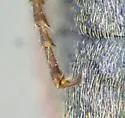 Prosternon medianus - photo 3