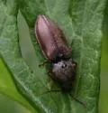 Prosternon medianus - photo 4