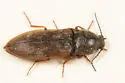 Prosternon medianus - photo 5