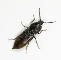 Prosternon viduum - photo 2