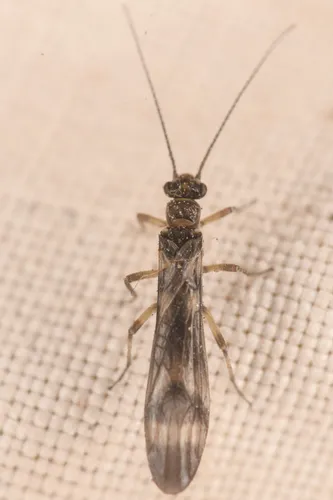 Banded Forestfly - Prostoia besametsa