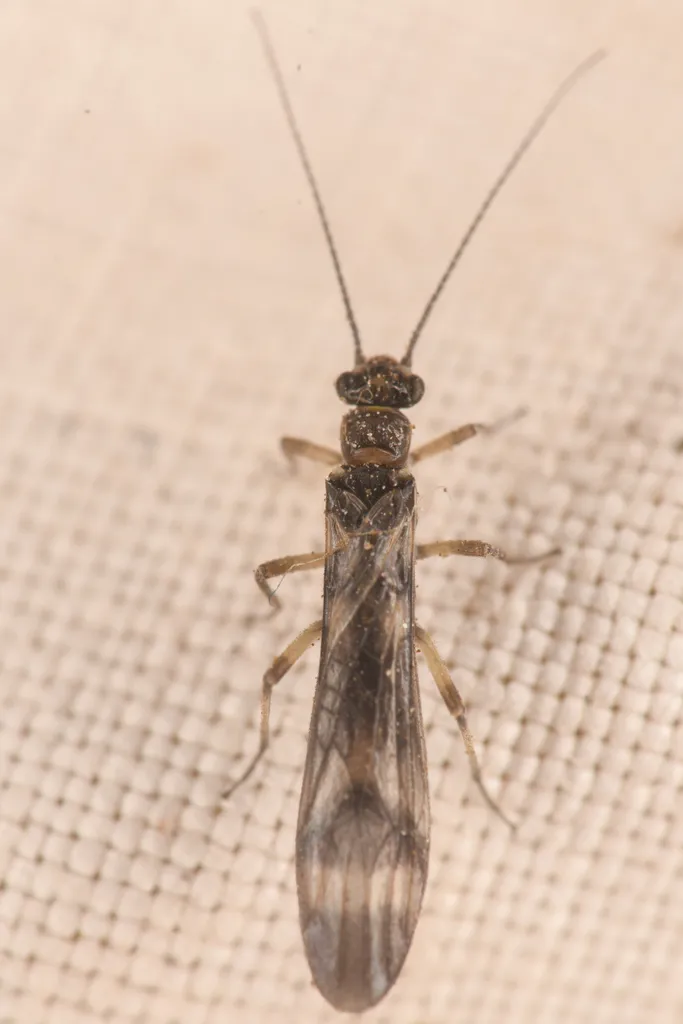 Banded Forestfly - photo 2