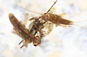 Prostoia similis