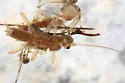 Prostoia similis - photo 2