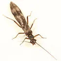 Prostoia similis - photo 4