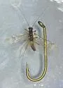 Prostoia similis - photo 5
