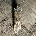 Prostomeus brunneus - Hodges#2256 - Prostomeus brunneus