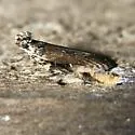 Prostomeus brunneus - Hodges#2256 - photo 2