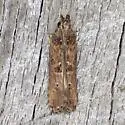 Prostomeus brunneus - Hodges#2256 - photo 3