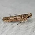 Prostomeus brunneus - Hodges#2256 - photo 4