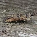 Prostomeus brunneus - Hodges#2256 - photo 5