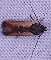 Prostomeus n-sp - Prostomeus n-sp