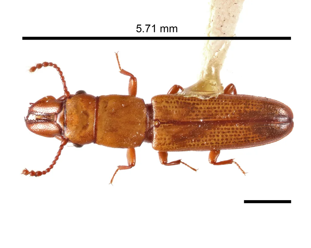 Prostomis americanus - photo 2