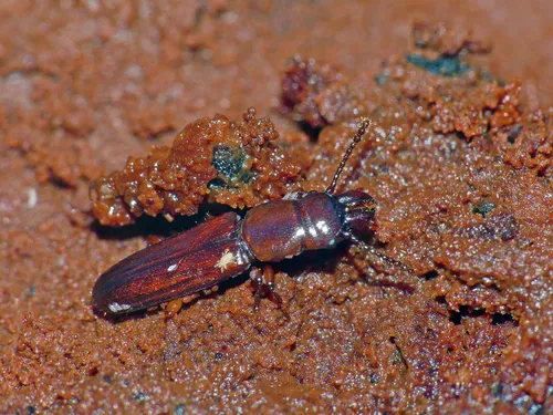Prostomis atkinsoni