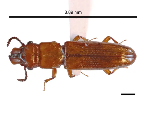 Prostomis edithae