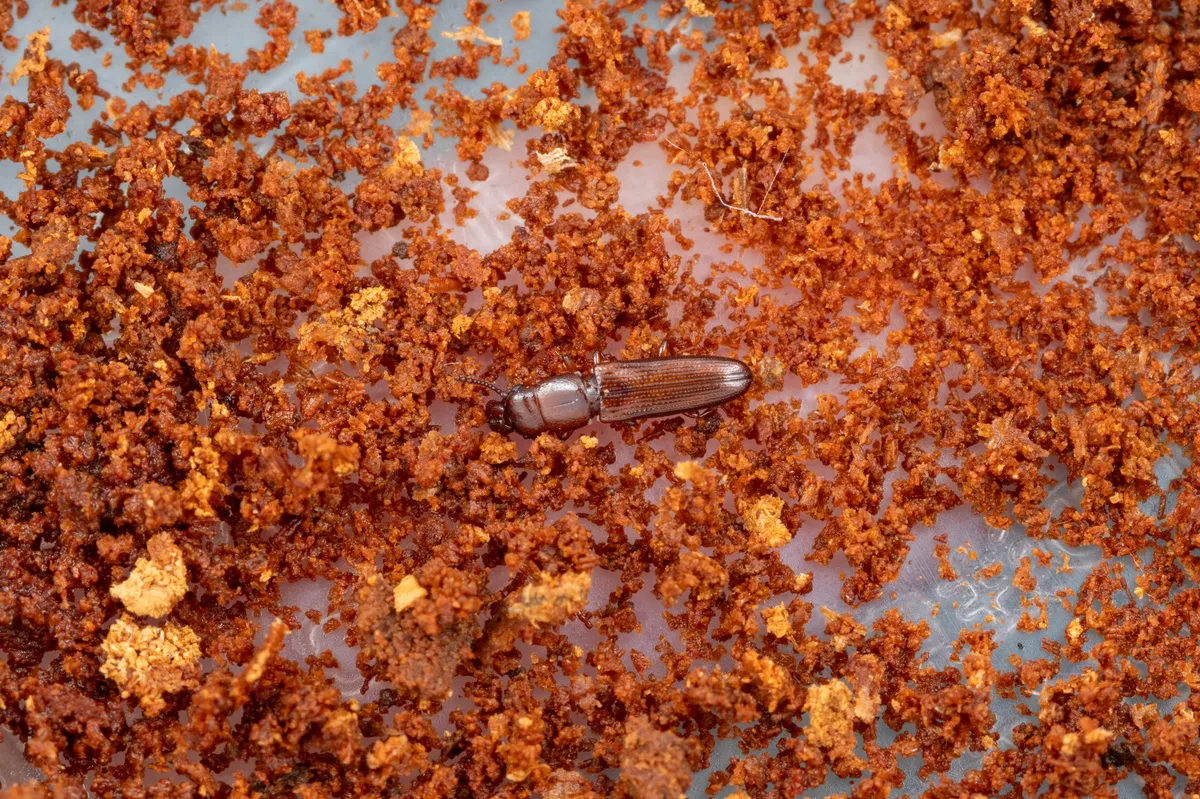 Prostomis latoris - photo 2