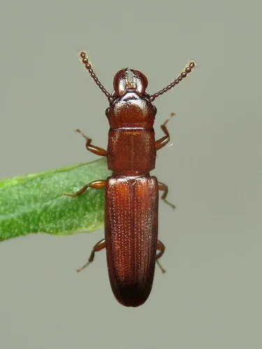 Prostomis mandibularis