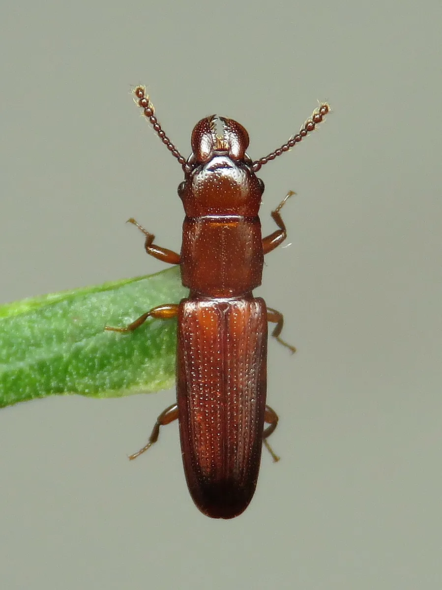 Prostomis mandibularis - photo 3