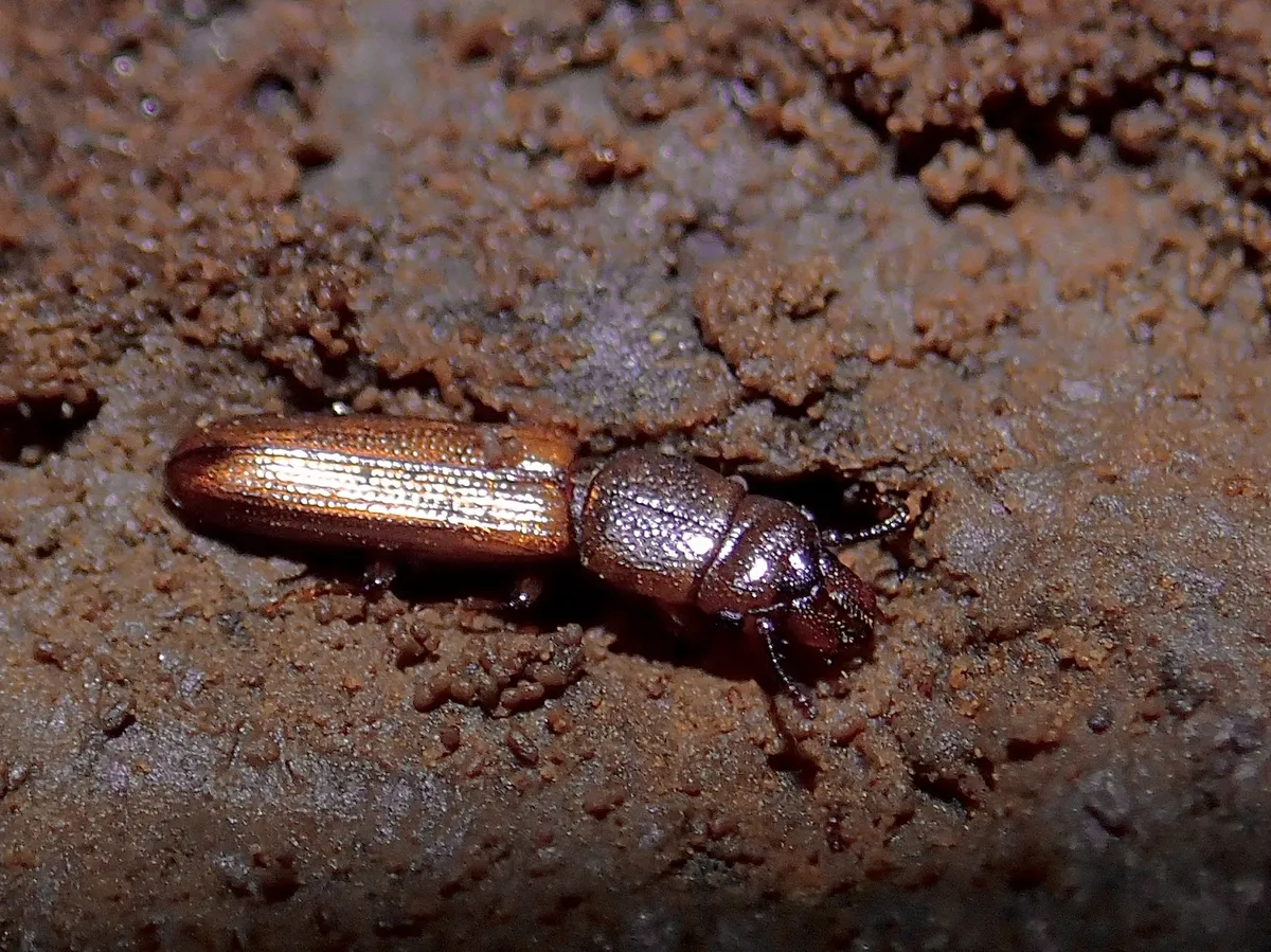 Prostomis okinawaensis - photo 3