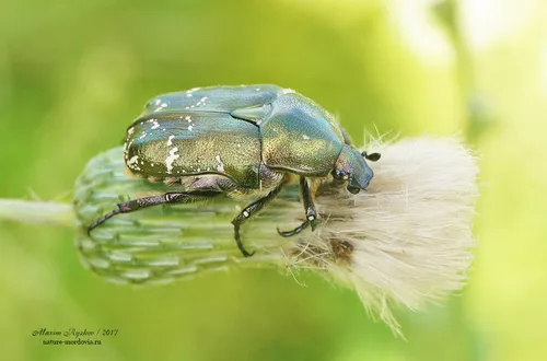 Copper Chafer