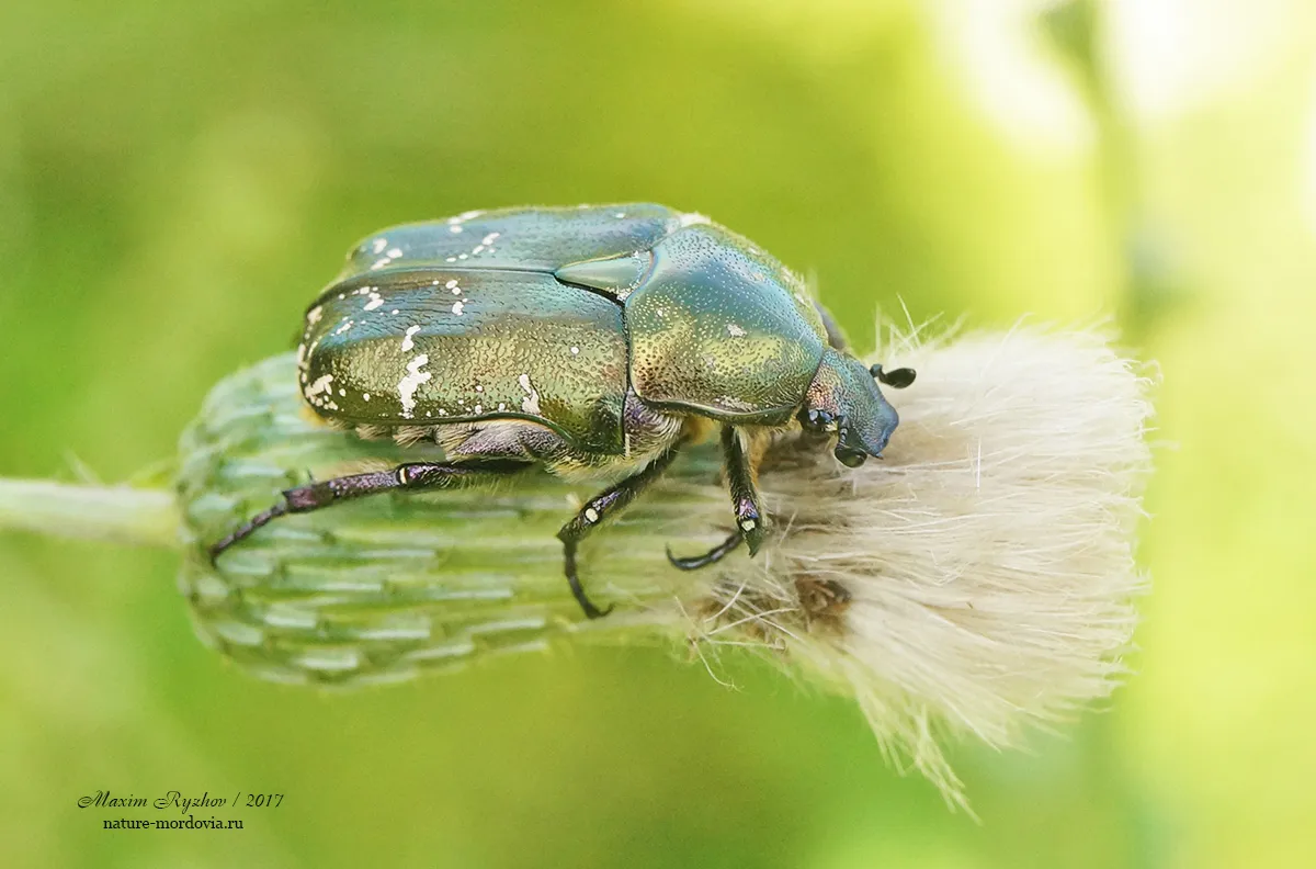 Copper Chafer - photo 3