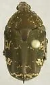 Asian Mango Flower Beetle