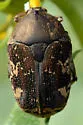 Asian Mango Flower Beetle - photo 2